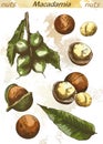 Macadamia nut color