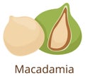 Macadamia nut icon. Organic fresh raw snack Royalty Free Stock Photo