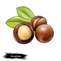 Macadamia nut isolated on white background. Queensland nut, bush nut, maroochi nut, bauple nut, and Hawaii nut. Tasty snack.