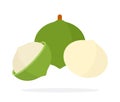 Macadamia nut, peeled and in shell Nuts flat icon vector isolated.
