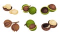 Macadamia Nut or Queensland Nut with Cracked Shell Vector Set