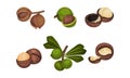 Macadamia Nut or Queensland Nut with Cracked Shell Vector Set