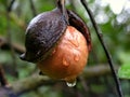 Macadamia Nut in rainy weather Royalty Free Stock Photo