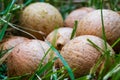 Macadamia nut seed raw in grass close up macro Royalty Free Stock Photo