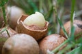 Macadamia nut seed raw in grass close up macro Royalty Free Stock Photo