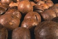 Macadamia nut in a shell close up. Macadamia nuts texture background. Macadamia nuts macro Royalty Free Stock Photo
