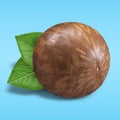 Macadamia nut unpeeled on pastel blue background. Closeup one macadamia nut in shell with green leaves as package design Royalty Free Stock Photo