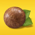 Macadamia nut unpeeled on pastel yellow and orange background. Closeup one macadamia nut in shell with green leaves as Royalty Free Stock Photo