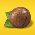 Macadamia nut unpeeled on pastel yellow and orange background. Closeup one macadamia nut in shell with green leaves as Royalty Free Stock Photo