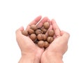 Macadamia nuts fruits with shell in hand on white background