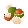 Macadamia nuts green husk fruit shell vector illustration