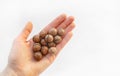 Macadamia nuts in hand close-up on a white isolated background with space for writing. A handful of Australian nuts in the palm.