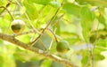 Macadamia nuts hanging on branch macadamia tree in farm in the summer Royalty Free Stock Photo
