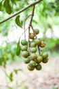 Macadamia nuts hanging on branch macadamia tree in farm in the summer Royalty Free Stock Photo