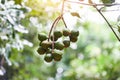 Macadamia nuts hanging on branch macadamia tree in farm in the summer Royalty Free Stock Photo