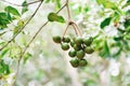 Macadamia nuts hanging on branch macadamia tree in farm in the summer Royalty Free Stock Photo