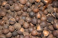 Macadamia nuts hurvest Royalty Free Stock Photo