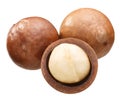 Macadamia nuts m. integrifolia, paths