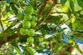 Macadamia nuts on tree