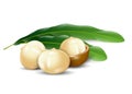 Macadamia nuts white background natural organic