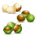 Macadamia nuts white background natural organic