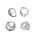 Macadamia peeled nuts with shell outline icons