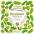 Macadamia plant vector