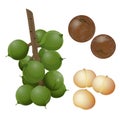 Macadamia plant, nuts and peeled kernels
