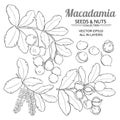 Macadamia plant vector