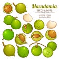 Macadamia plant vector