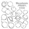 Macadamia plant vector