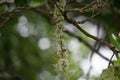 Macadamia ternifolia (gympie nut) flower. skin care, anti-aging treatments, nail care, and aromatherapy. Royalty Free Stock Photo