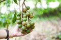 Macadamia tree in farm and woman hand holding macadamia nut in natural Royalty Free Stock Photo