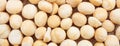 Macadamias nuts full background, closeup view, banner Royalty Free Stock Photo