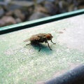 A zoomed-in and close-up capture of a Chinese fly in the park