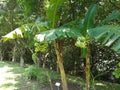 Macao Macau Cotai Ecology Zone nature banana tree fruit trees plantation