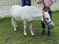 Macao Ready Go Local Tour Taipa Macau Jockey Club Miniature Horse Dwarf Pony White Horse Racing Track Stable Touring Recreation