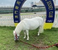 Macao Ready Go Local Tour Taipa Macau Jockey Club Miniature Horse Dwarf Pony White Horse Racing Track Stable Touring Recreation