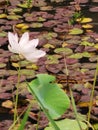 China Macao Taipa Ecology Trail Garden Outdoor Macau Dragonfly Halloween Penant Lotus Pond Flower Floral Blossom Petals Seeds Pods