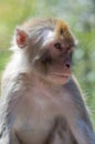 Macaque Royalty Free Stock Photo