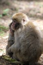 Macaque