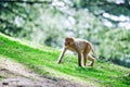 Macaque