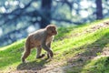 Macaque Royalty Free Stock Photo