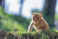 Macaque