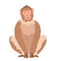 Macaque. African monkey isolated on white background. Exotic jungle animal. Colored flat vector illustration
