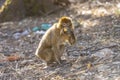 Macaque Apes Living In The Cedar Woods Near Azrou, Morocco, Africa