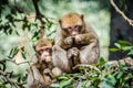 Macaque apes family living in cedar woods near Azrou in Morocco