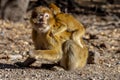 Macaque Apes Living In The Cedar Woods Near Azrou, Morocco, Africa