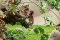 Macaque baby ape