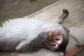 Macaque Baby is relaxing